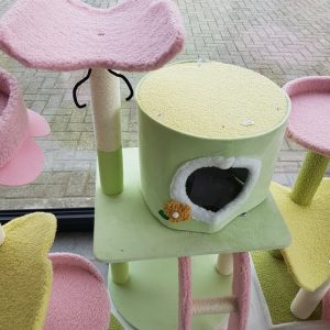 kittenpaal the butterfly house