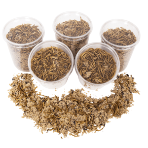 Roodborstjes vetpot met meelwormen