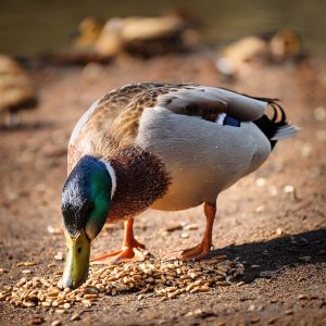 Eendenvoer Meelworm Compleet