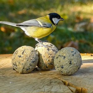 Vetbollen Premium Granola zonder net