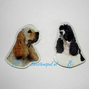 Magneetje – American Cocker Spaniel