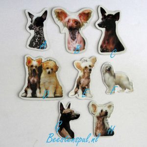 Magneetje – Chinese Naakthond