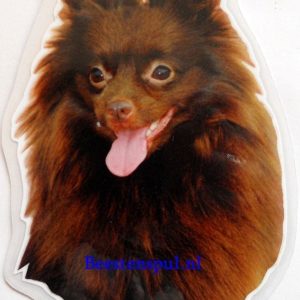 Sticker – Keeshond – 13