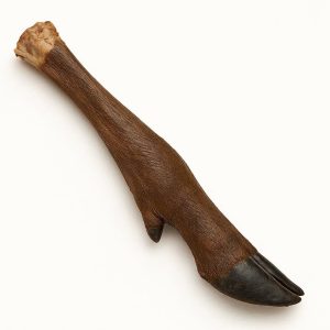 Hertenpoot zonder haar