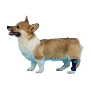 Balto – Brace Hiel (Hock)