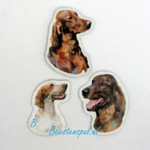 Magneetje – Ierse Setter