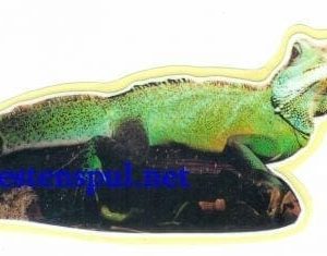 Sticker – Leguaan