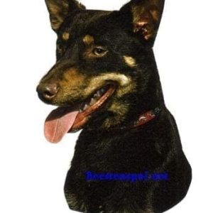 Sticker – Kelpie – 4