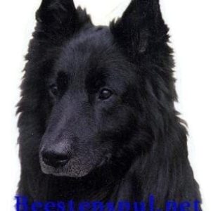 Sticker – Groenendaeler – 7