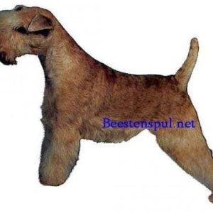 Sticker – Lakeland Terrier – 1