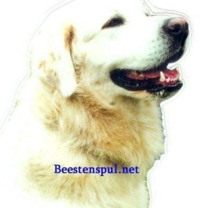 Sticker – Kuvasz – 4