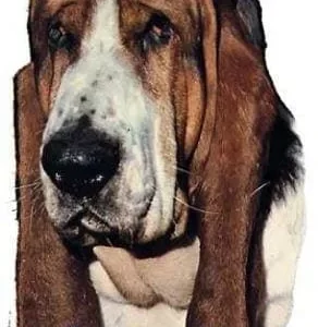 Sticker – Basset Hound – 1