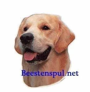 Sticker – Golden Retriever – 1