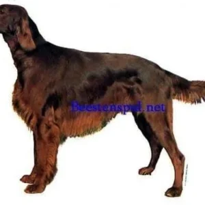 Sticker – Ierse Setter – 1