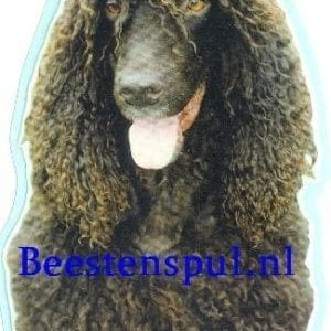 Sticker – Ierse Waterspaniel – 2