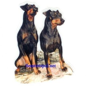 Sticker – Manchester Terrier – 4