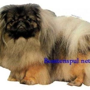 Sticker – Pekingees – 1