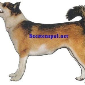 Sticker – Lundehund – 1