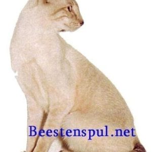 Sticker – Siamees – 1