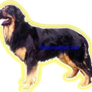 Sticker – Hovawart – 5