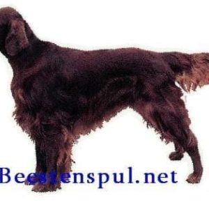 Sticker – Ierse Setter – 6