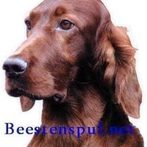 Sticker – Ierse Setter – 5