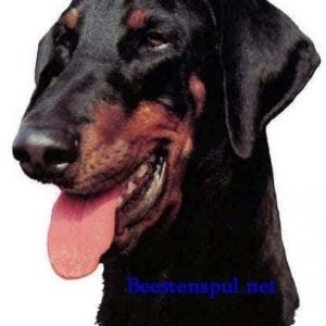 Sticker – Dobermann – 4