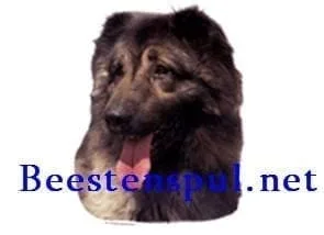 Sticker – Kaukasische Owcharka  – 1
