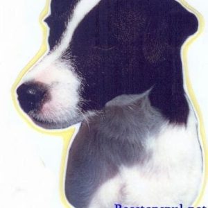 Sticker – Jack Russell Terrier – 4