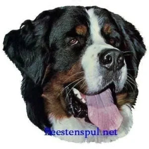 Sticker – Berner Sennen – 1