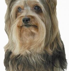 Sticker – Yorkshire Terrier – 7