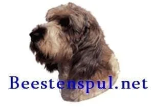 Sticker – Basset Griffon Vendéen – 1