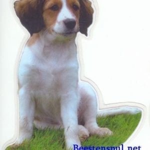 Sticker – Kooikerhondje – 4