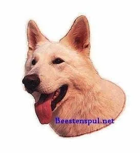 Sticker – Zwitserse Witte Herdershond – 1
