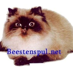 Sticker – Pers – 1