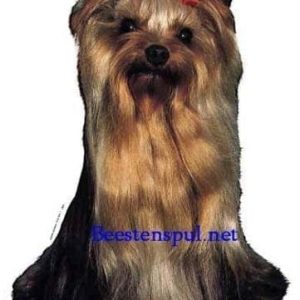 Sticker – Yorkshire Terrier – 2