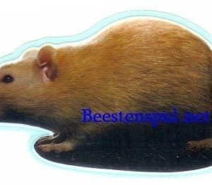 Sticker – Ratten – 2