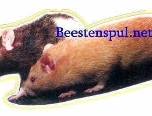 Sticker – Ratten – 3