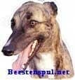 Sticker – Greyhound – 10