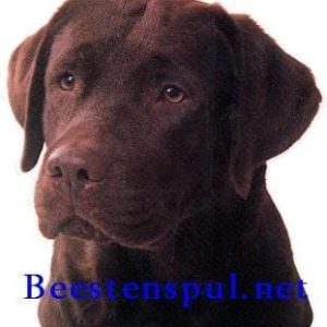 Sticker – Labrador Chocolate – 12