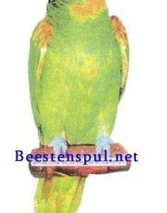 Sticker – Groene Amazone – 2