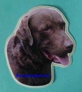 Sticker – Labrador Chocolate – 8
