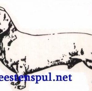Sticker – Teckel Korthaar – 17