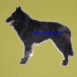 Sticker – Groenendaeler – 5