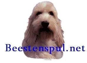 Sticker – Basset Griffon Vendéen – 2