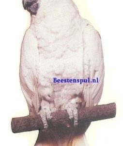 Sticker – Kaketoe – 3