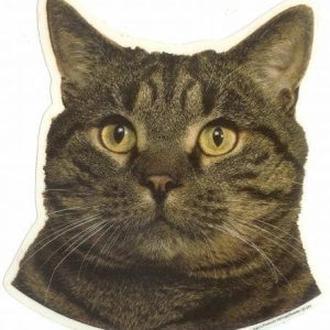 Sticker – Europese Korthaar