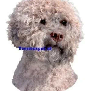 Sticker – Lagotto Romagnolo – 2