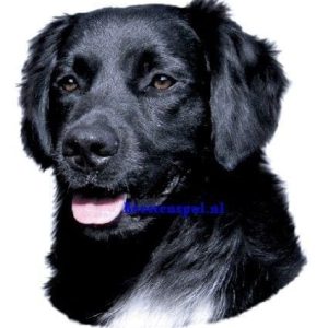 Sticker – Friese Stabij – 5