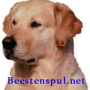 Sticker – Golden Retriever – 8